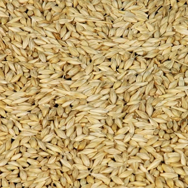 BARLEY