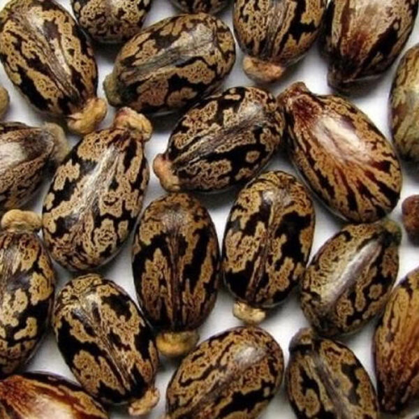 CASTOR SEED