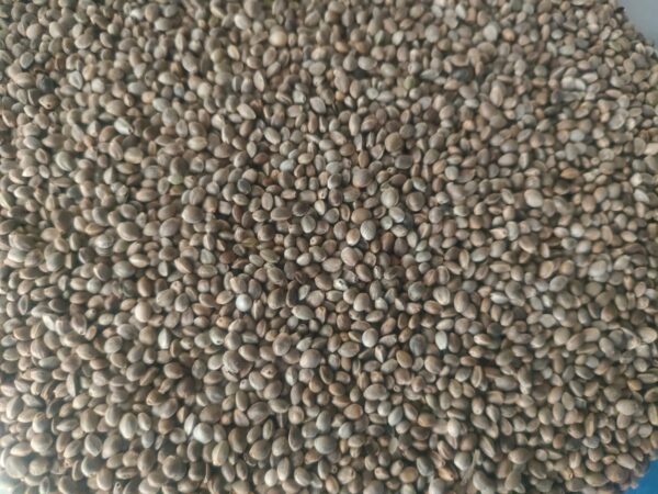 Hemp seeds