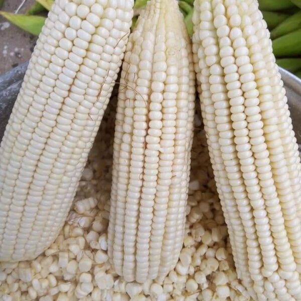 White Corn (Maize)