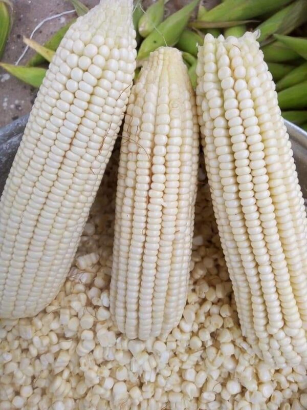 White Corn