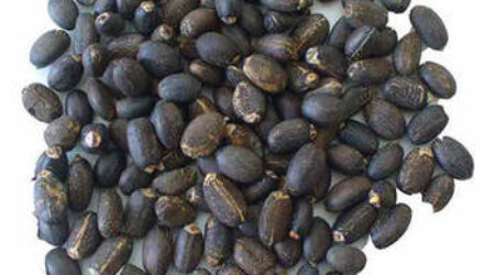 JATROPHA SEEDS (BEST QUALITY)