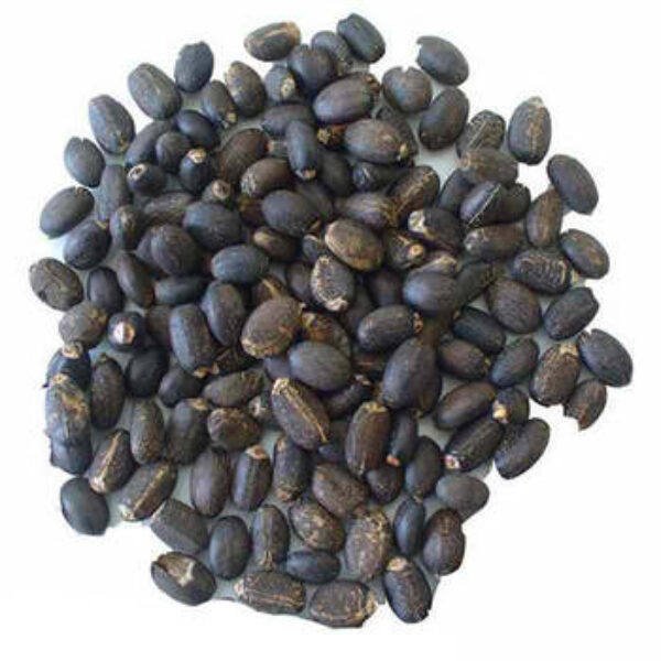 JATROPHA SEEDS (BEST QUALITY)