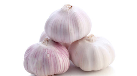 Normal white garlic