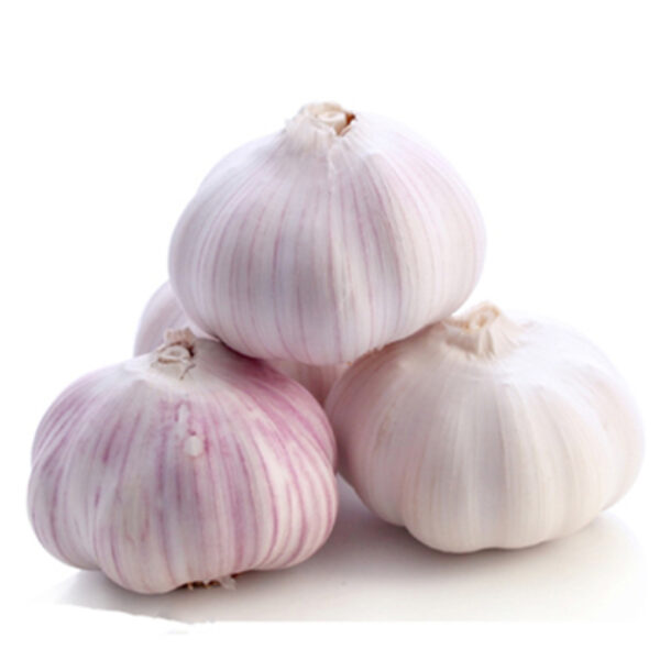 Normal white garlic