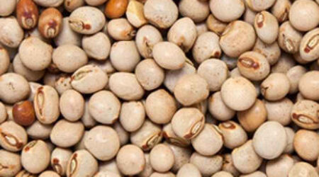 PIGEON PEAS