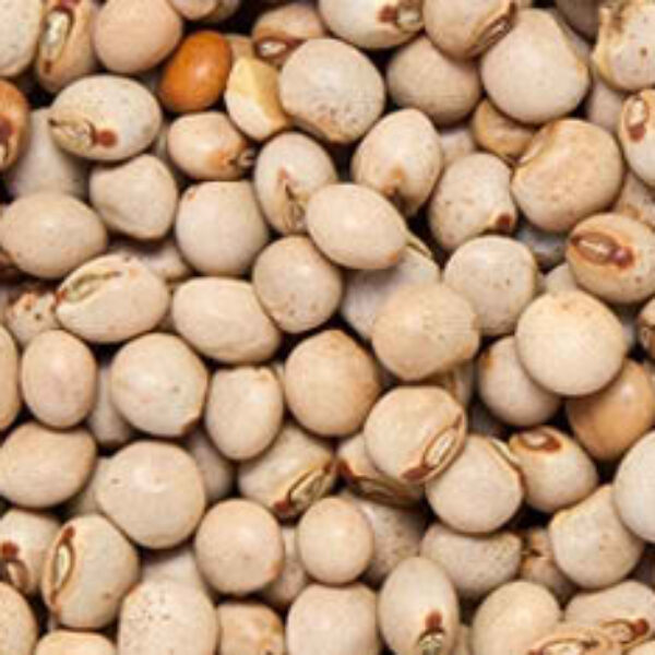 PIGEON PEAS