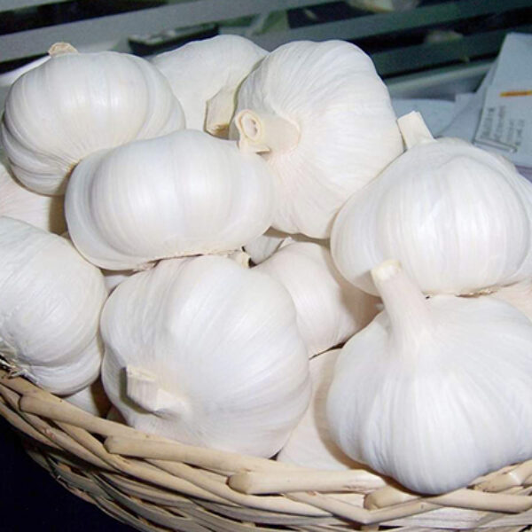 Pure white garlic