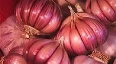 Red Garlic