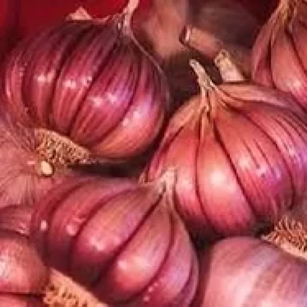 Red Garlic