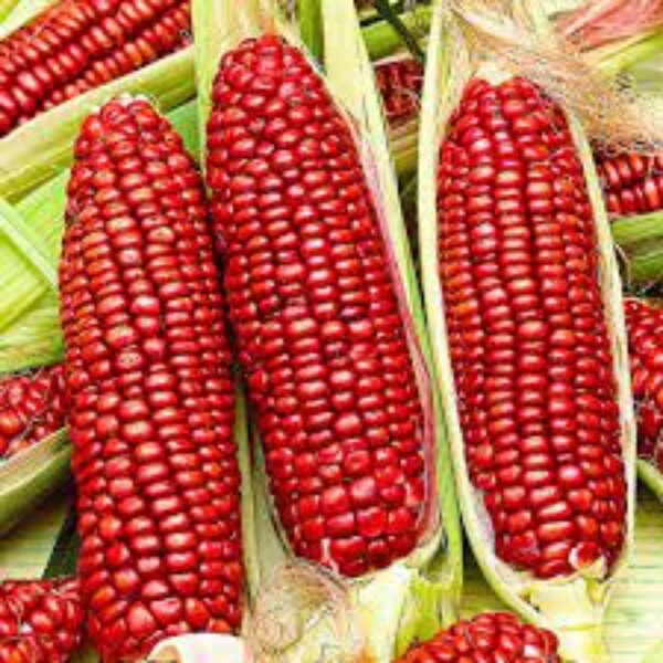 Red Corn / Maize