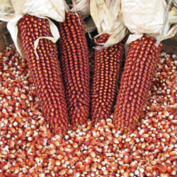 Red Corn / Maize