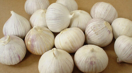 Single clove garlic