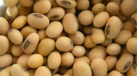 Soya Beans / Soybeans