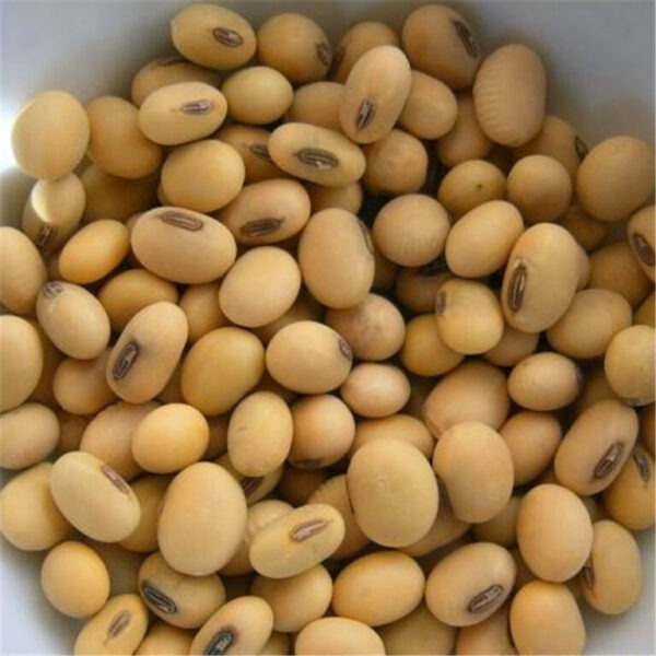 Soya Beans / Soybeans