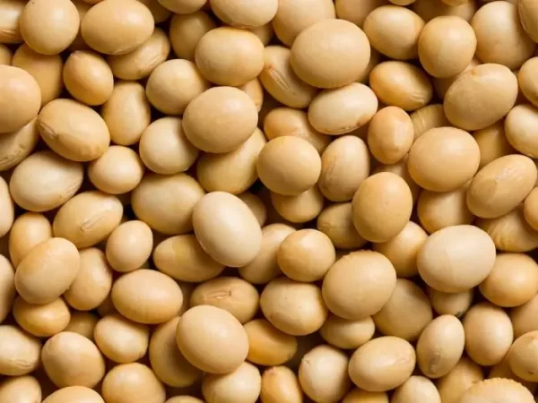 Soya Beans Soybeans