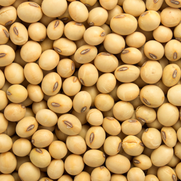 Soya Beans / Soybeans