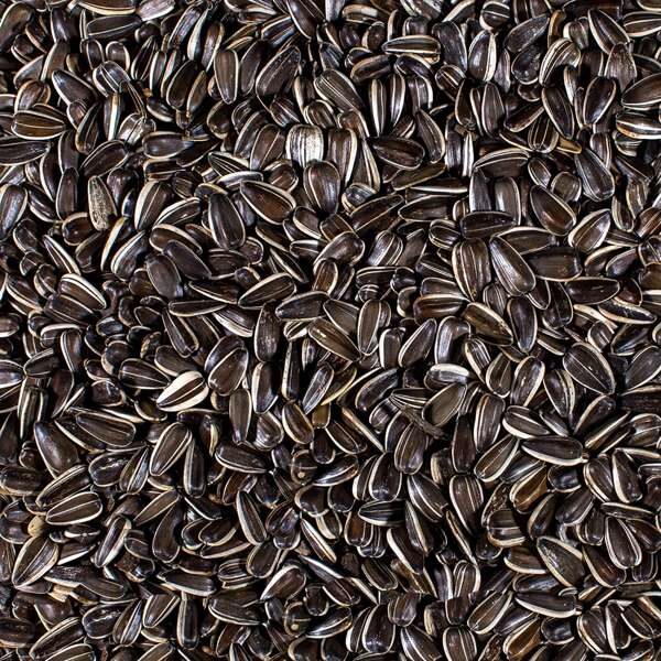 Sunflower seeds meal