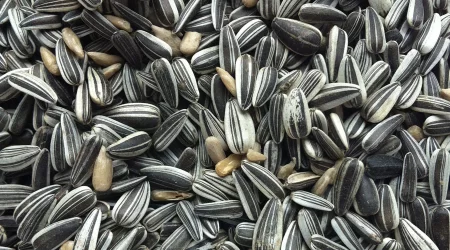 Sunflower seeds meal