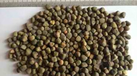 VETCH SEED (CHILBAN)