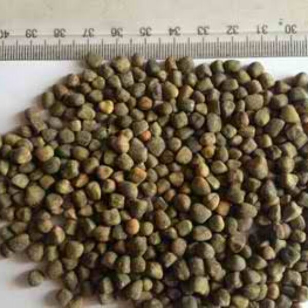 VETCH SEED (CHILBAN)