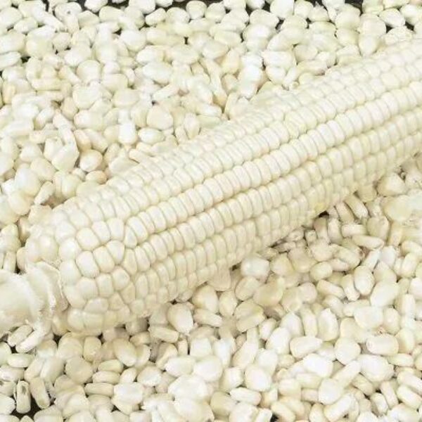 White Corn (Maize)