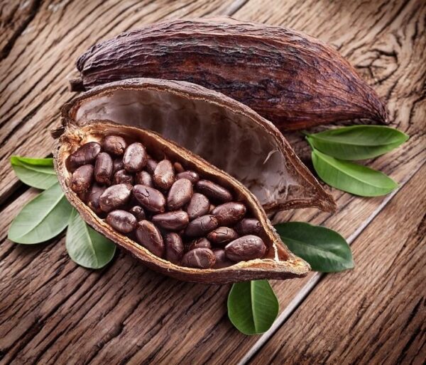 Cocoa seeds