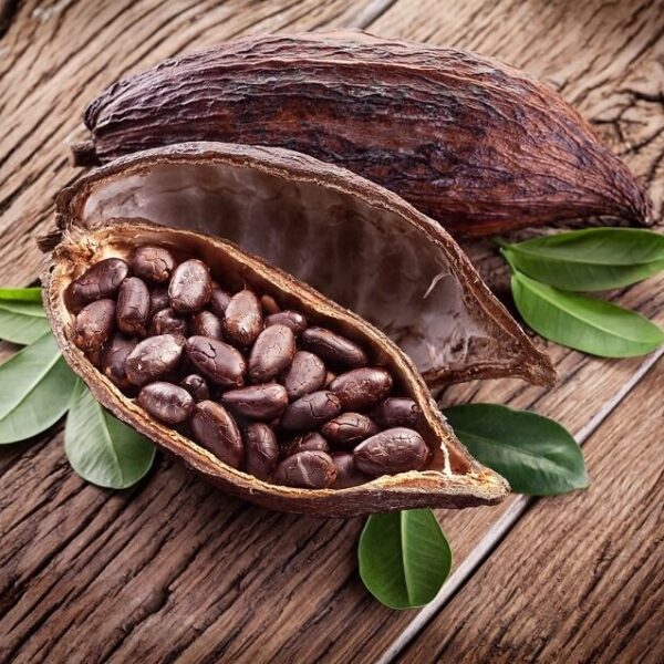 Cocoa seeds